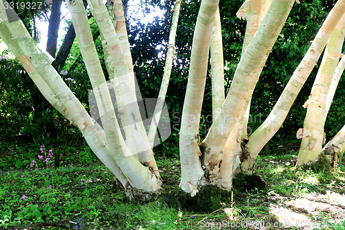 Image of Multiple Silver birch.