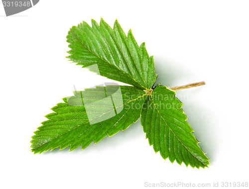 Image of Wild strawberry leaf