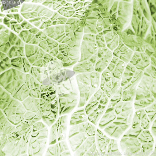 Image of Green cabbage vegetable