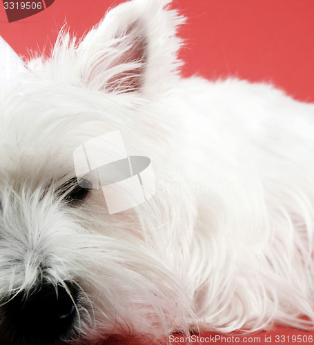 Image of Dog party