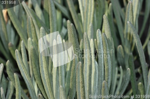 Image of Fleshy plant close-up