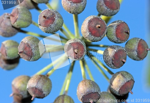 Image of Floral cluster close-up