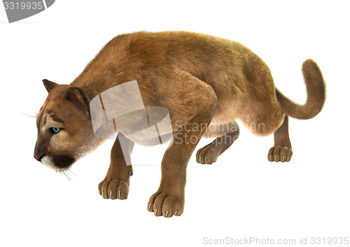 Image of Big Cat Puma