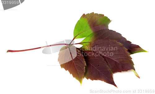 Image of Multicolor autumn virginia creeper leaf (Parthenocissus quinquef