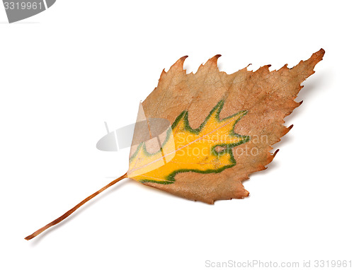 Image of Autumn birch leaf