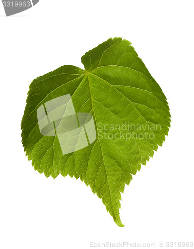 Image of Green tilia leaf