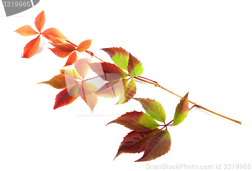 Image of Multicolor autumn twig of grapes leaves 