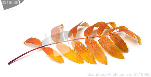 Image of Autumn rowan leaves on white background
