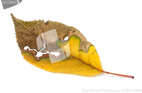 Image of Dried yellowed autumn leaf with holes
