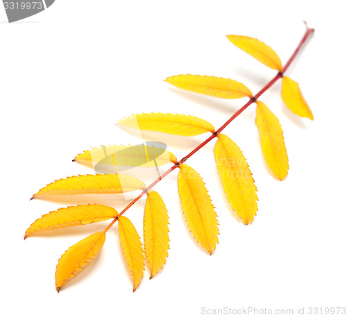 Image of Yellow autumn rowan leaf on white background