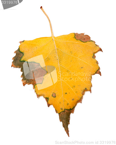 Image of Yellowed autumn birch leaf