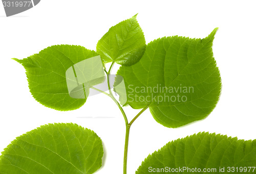 Image of Spring sprig of linden-tree