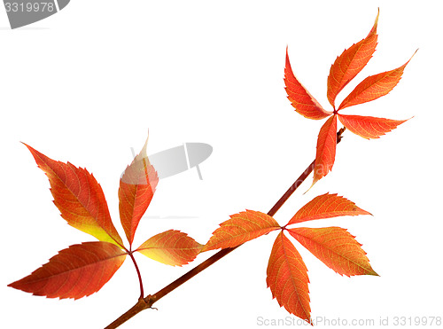 Image of Orange autumnal twig of grapes leaves (Parthenocissus quinquefol