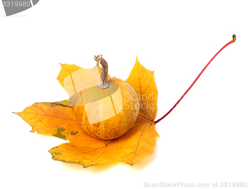 Image of Small decorative pumpkin on orange autumn maple-leaf