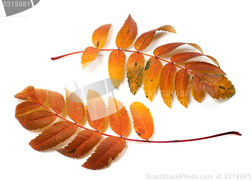 Image of Two autumnal rowan leafs