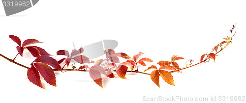 Image of Twig of autumn multicolor grapes leaves