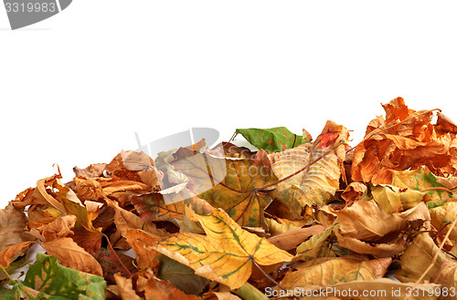 Image of Autumn dry maple leafs on white background 