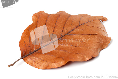 Image of Dry autumn leaf of magnolia on white background