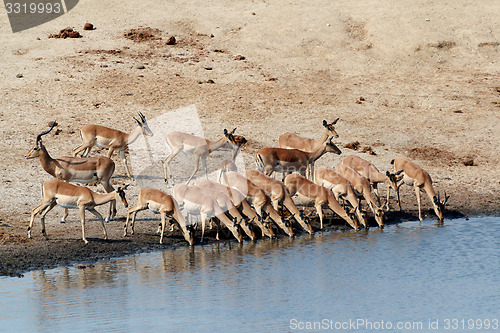 Image of drinking impala herd