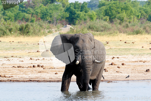 Image of herd of African elephants drinking at a muddy waterhole