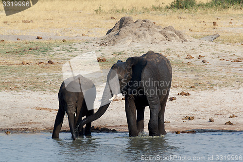 Image of herd of African elephants drinking at a muddy waterhole