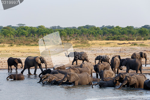 Image of herd of African elephants drinking and bathing on waterhole