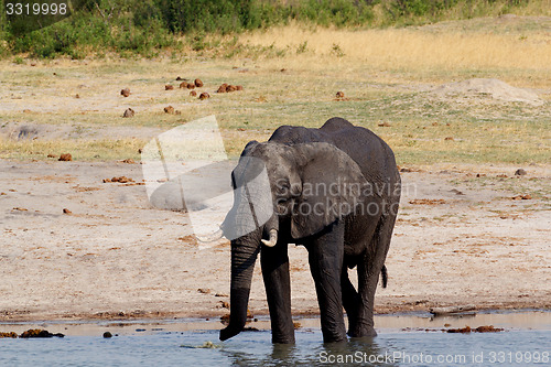 Image of herd of African elephants drinking at a muddy waterhole