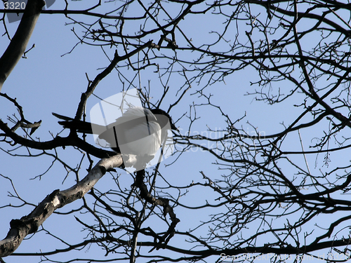 Image of Black-Billed Magpie