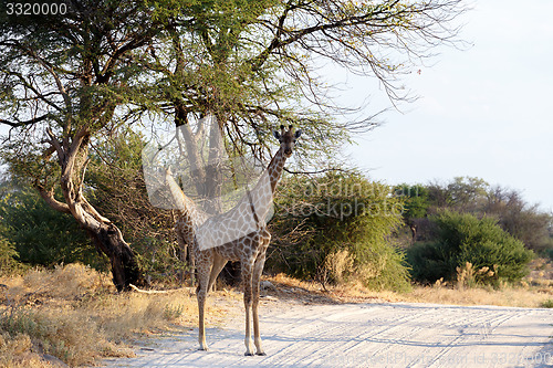 Image of Giraffa camelopardalis in national park, Hwankee
