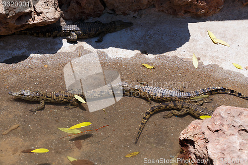 Image of baby of a Nile Crocodile