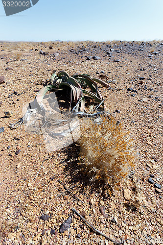 Image of Welwitschia mirabilis, Amazing desert plant, living fossil