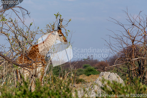 Image of Giraffa camelopardalis in national park, Hwankee