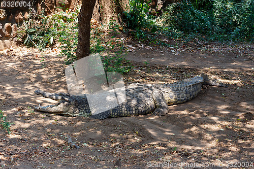 Image of Portrait of a Nile Crocodile