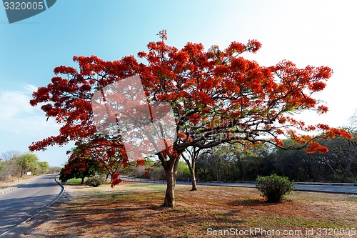 Image of Delonix Regia (Flamboyant) tree with blue sky.