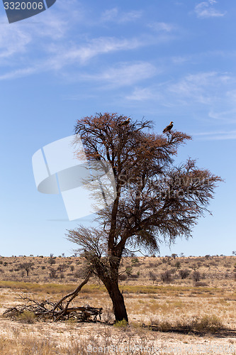 Image of Lonely dead tree with eagle landscape