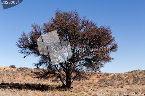 Image of Tree in kgalagasi transfontier park