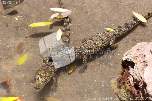 Image of baby of a Nile Crocodile