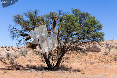 Image of African masked weaver big nest on tree