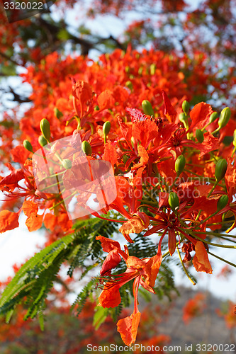 Image of detail of Delonix Regia (Flamboyant) tree