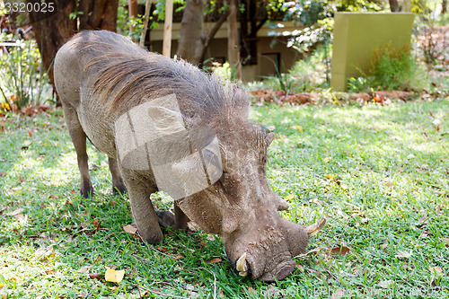 Image of close up portrait of wart hog male in campsite