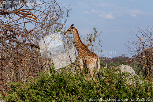 Image of Giraffa camelopardalis in national park, Hwankee