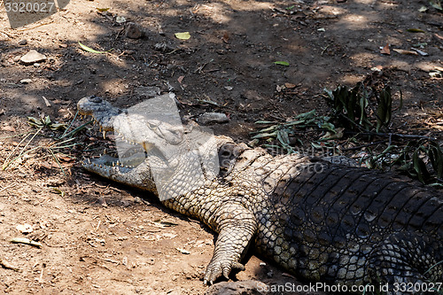 Image of Portrait of a Nile Crocodile