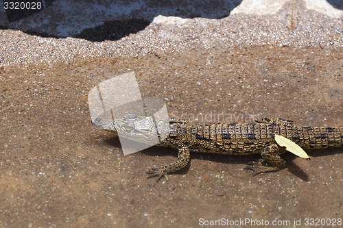 Image of baby of a Nile Crocodile