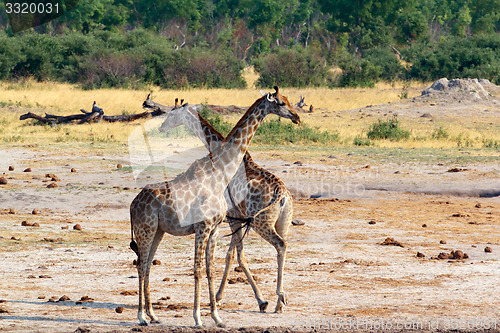 Image of Giraffa camelopardalis in national park, Hwankee