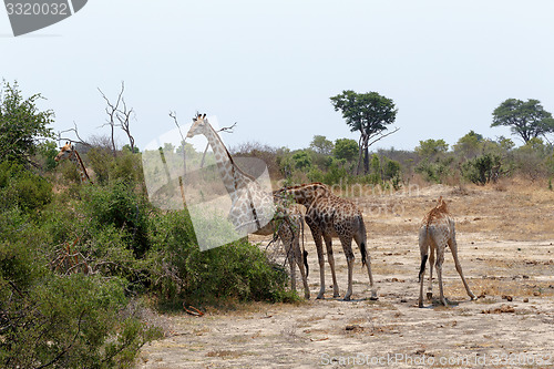 Image of Giraffa camelopardalis in national park, Hwankee