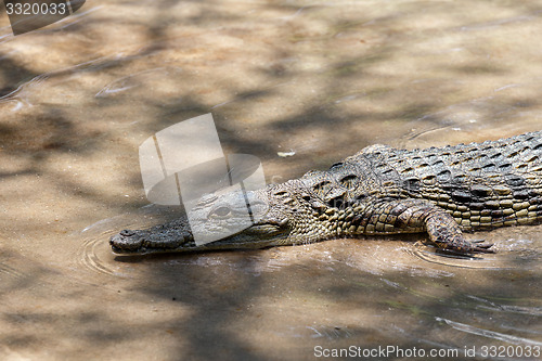 Image of Portrait of a Nile Crocodile