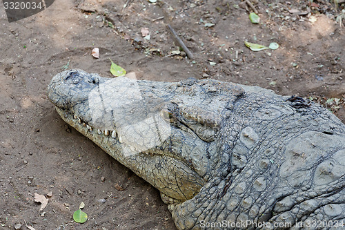 Image of Portrait of a Nile Crocodile