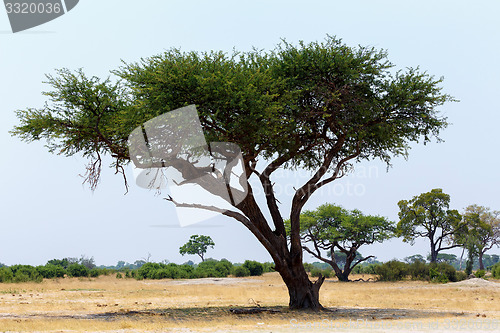 Image of Large Acacia tree in the open savanna plains Africa