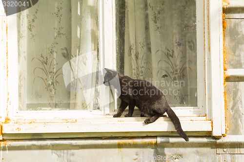 Image of black cat