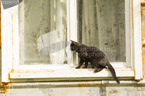 Image of black cat